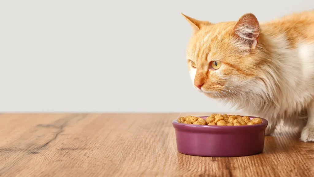 Cat Food Price in BD