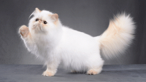 Persian cat for sale in bd