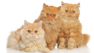 Persian cat for sale in bd