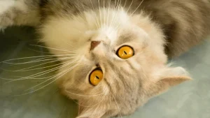 Mix Breed Persian Cat