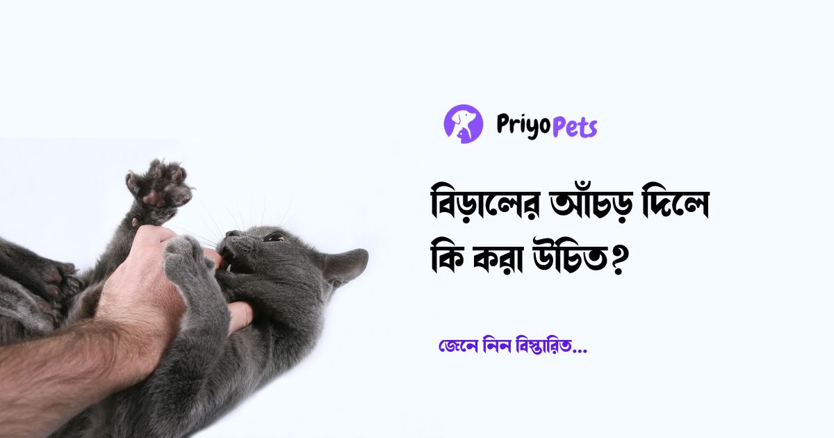 বিড়ালের আঁচড় দিলে কি করা উচিত?  বিড়াল আঁচড় দিলে করণীয়