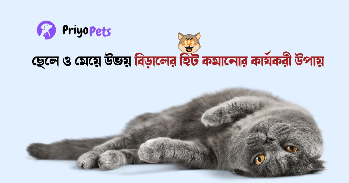 ছেলে ও মেয়ে উভয় বিড়ালের হিট কমানোর কার্যকরী উপায়