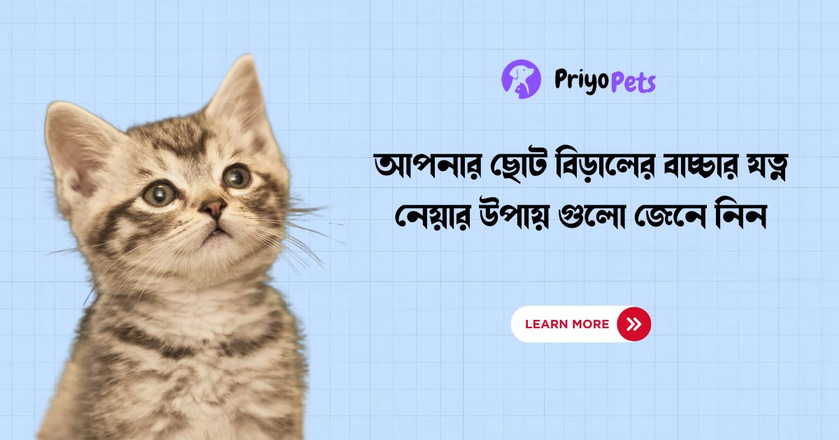 বাচ্চা বিড়ালের যত্ন: ছোট বিড়ালের বাচ্চার যত্ন নেয়ার উপায়