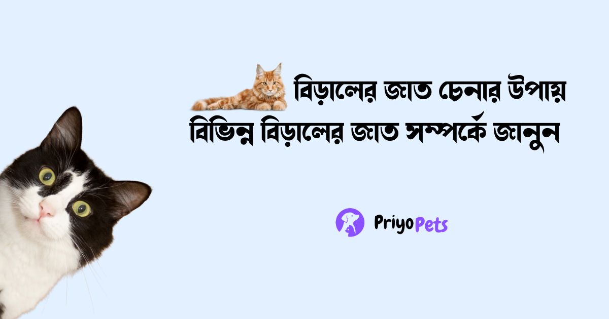 বিড়ালের জাত চেনার উপায়: বিভিন্ন বিড়ালের জাত সম্পর্কে জানুন 