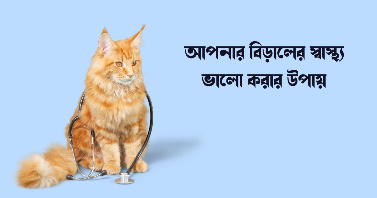 আপনার বিড়ালের স্বাস্থ্য ভালো করার উপায়