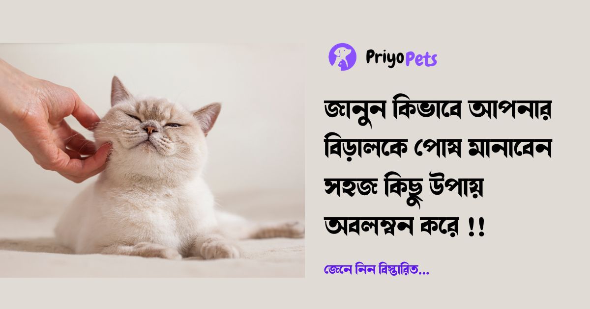 বিড়াল পোষ মানানোর উপায় | জেনে নিন কিভাবে বিড়ালকে পোষ মানাতে হয় 