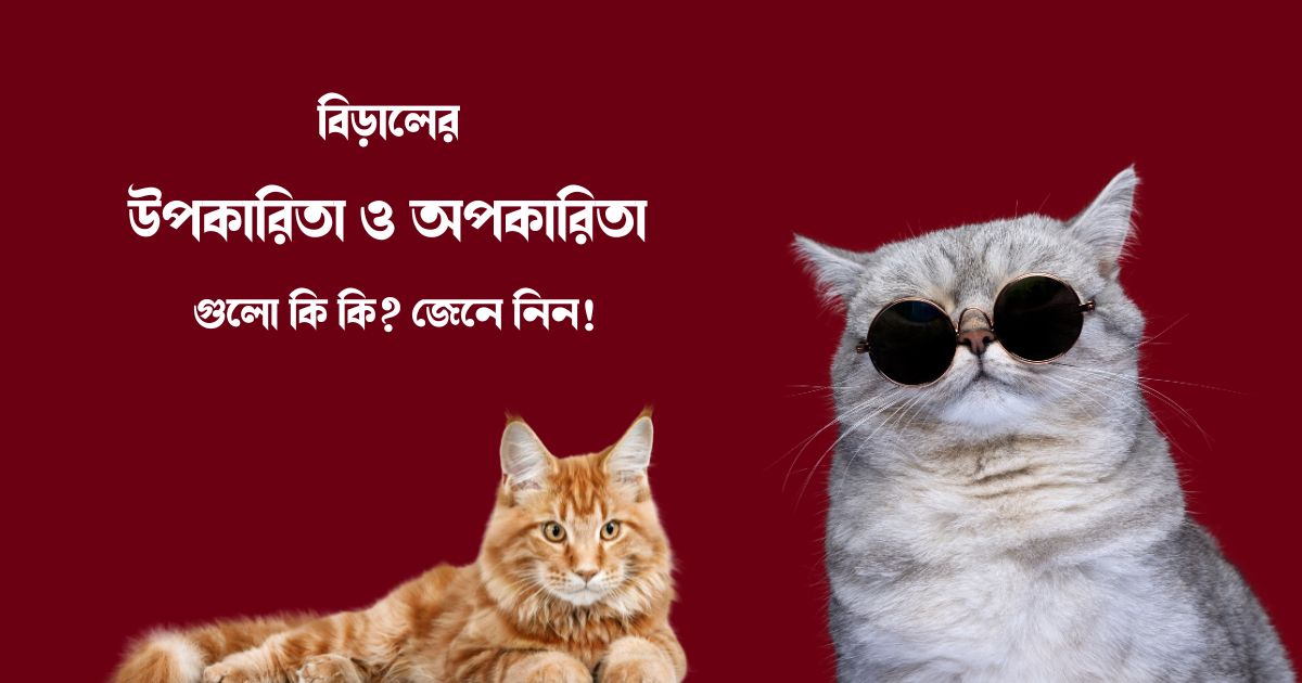 বিড়ালের জলাতঙ্ক রোগের লক্ষণ ও ভ্যাকসিন দেয়া সম্পর্কে জানুন