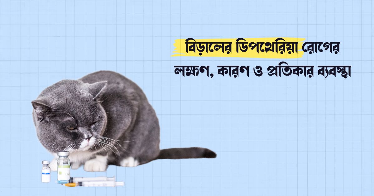 বিড়ালের ডিপথেরিয়া রোগের লক্ষণ, কারণ ও প্রতিকার ব্যবস্থা
