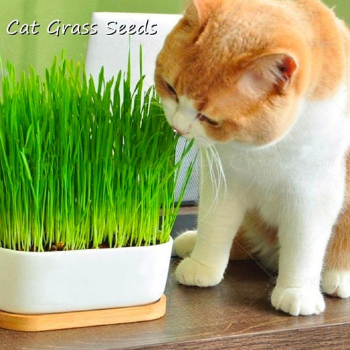 Cat Grass Price In Bangladesh | Cat Grass Bonsai Seeds