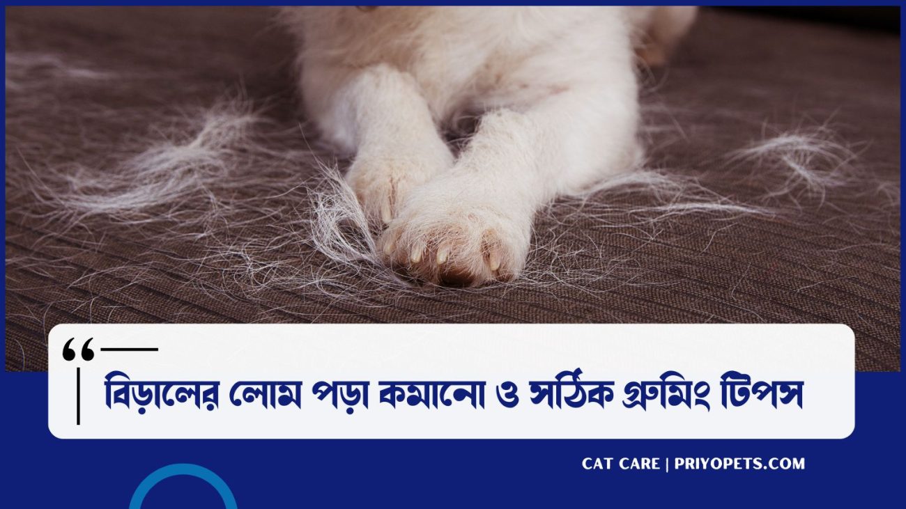 বিড়ালের লোম পড়া কমানো ও সঠিক গ্রুমিং টিপস 