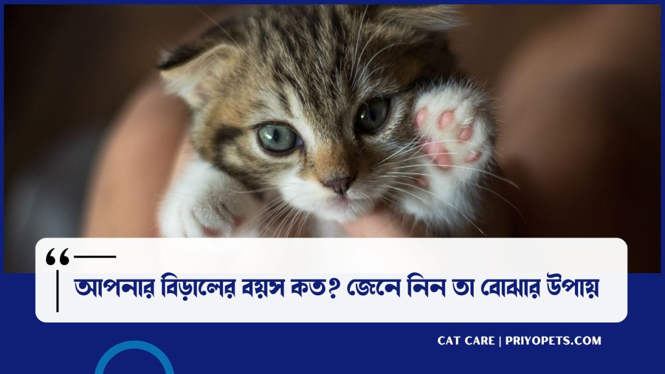 বিড়ালের বয়স বোঝার উপায় | জেনে নিন আপনার বিড়ালের বয়স