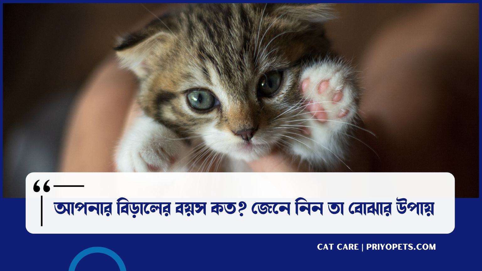 বিড়ালের বয়স বোঝার উপায় | জেনে নিন আপনার বিড়ালের বয়স