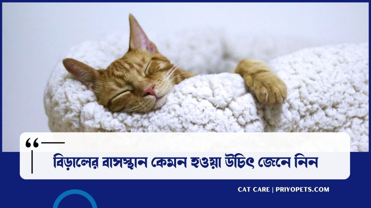 আপনার বিড়ালের বাসস্থান কেমন হওয়া উচিৎ জেনে নিন 
