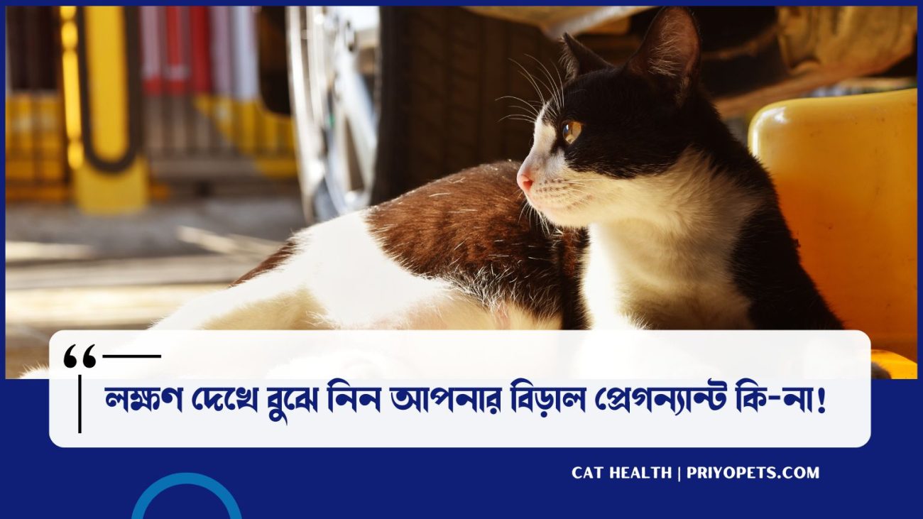 বিড়াল প্রেগন্যান্ট হওয়ার লক্ষণ বিড়াল প্রেগন্যান্ট হলে কিভাবে বুঝব