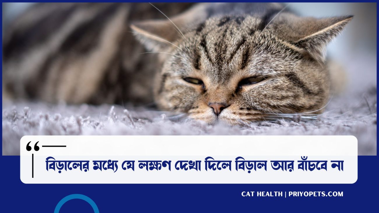 বিড়াল মারা যাওয়ার লক্ষণ: যা ঘটলে বুজবেন বিড়াল আর বাঁচবে না