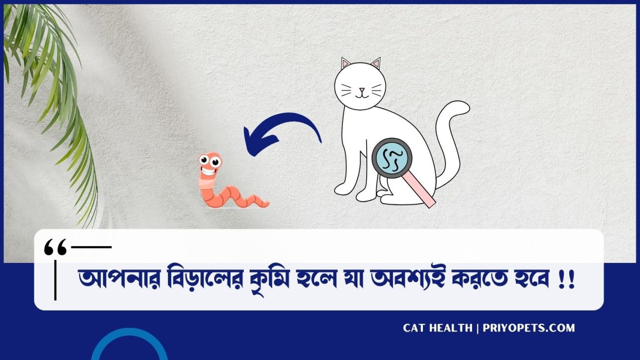 বিড়ালের কৃমি হলে করনীয় কি? বিড়ালের কৃমি হয়েছে কিনা যেভাবে বুজবেন 