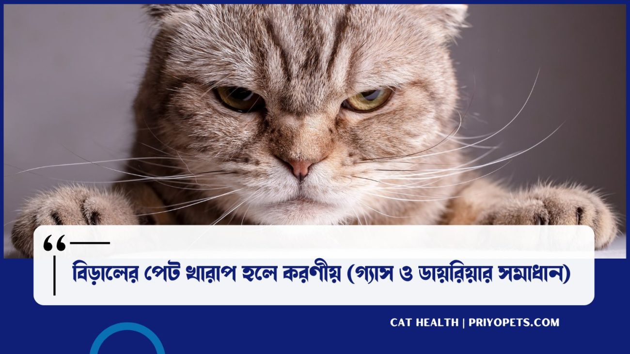 বিড়ালের পেট খারাপ হলে করণীয় (গ্যাস ও ডায়রিয়ার সমাধান)
