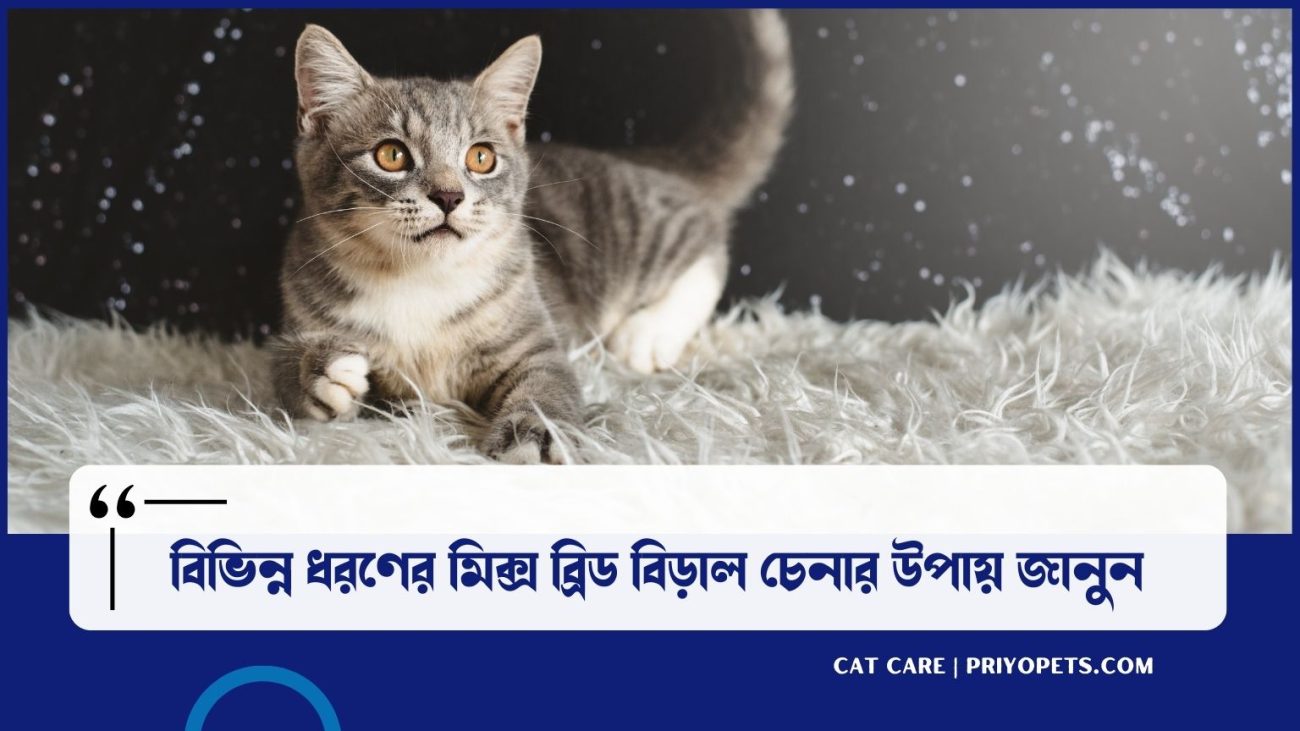 বিভিন্ন ধরণের মিক্স ব্রিড বিড়াল চেনার উপায় গুলো জেনে নিন