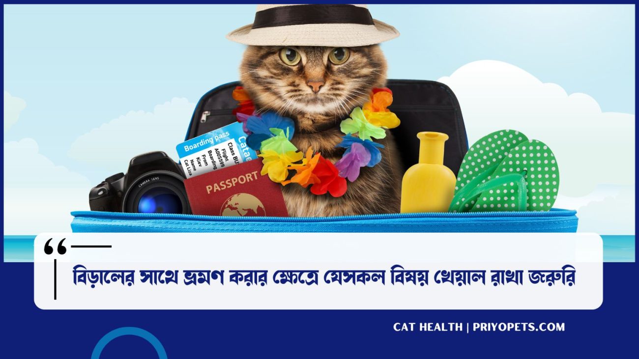 বিড়ালের সাথে ভ্রমণ
