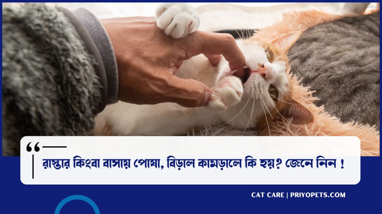 বিড়াল কামড়ালে কি হয়? বিড়াল কামড়ালে কি করনীয় জেনে নিন