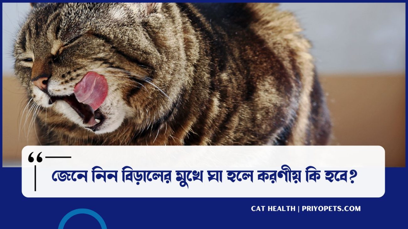 বিড়ালের মুখে ঘা হলে করণীয়
