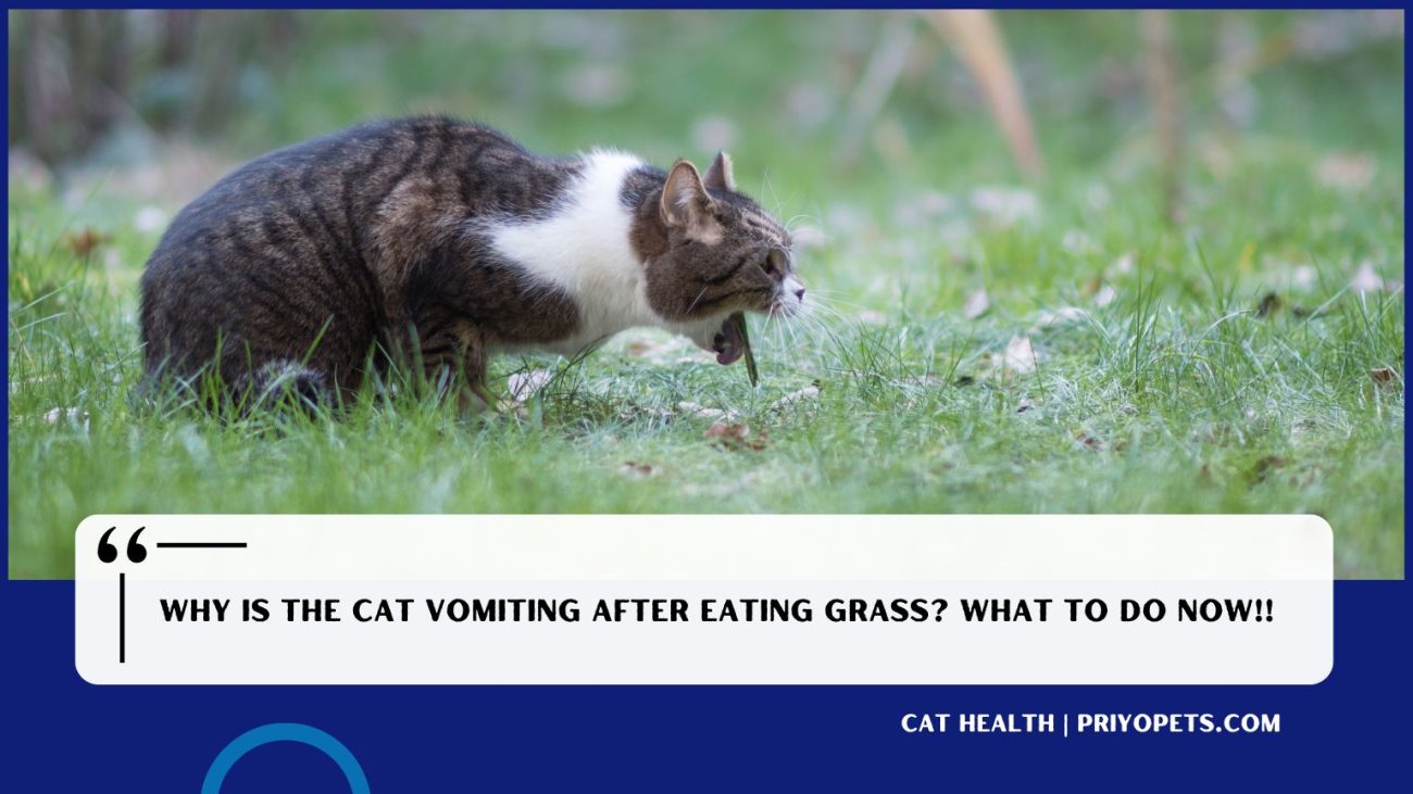 Why is the Cat vomiting after eating grass? What to do now!!