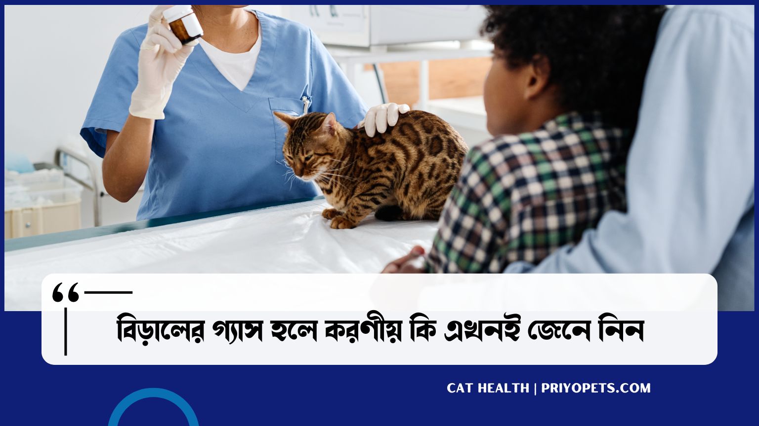 How to treat a gassy cat