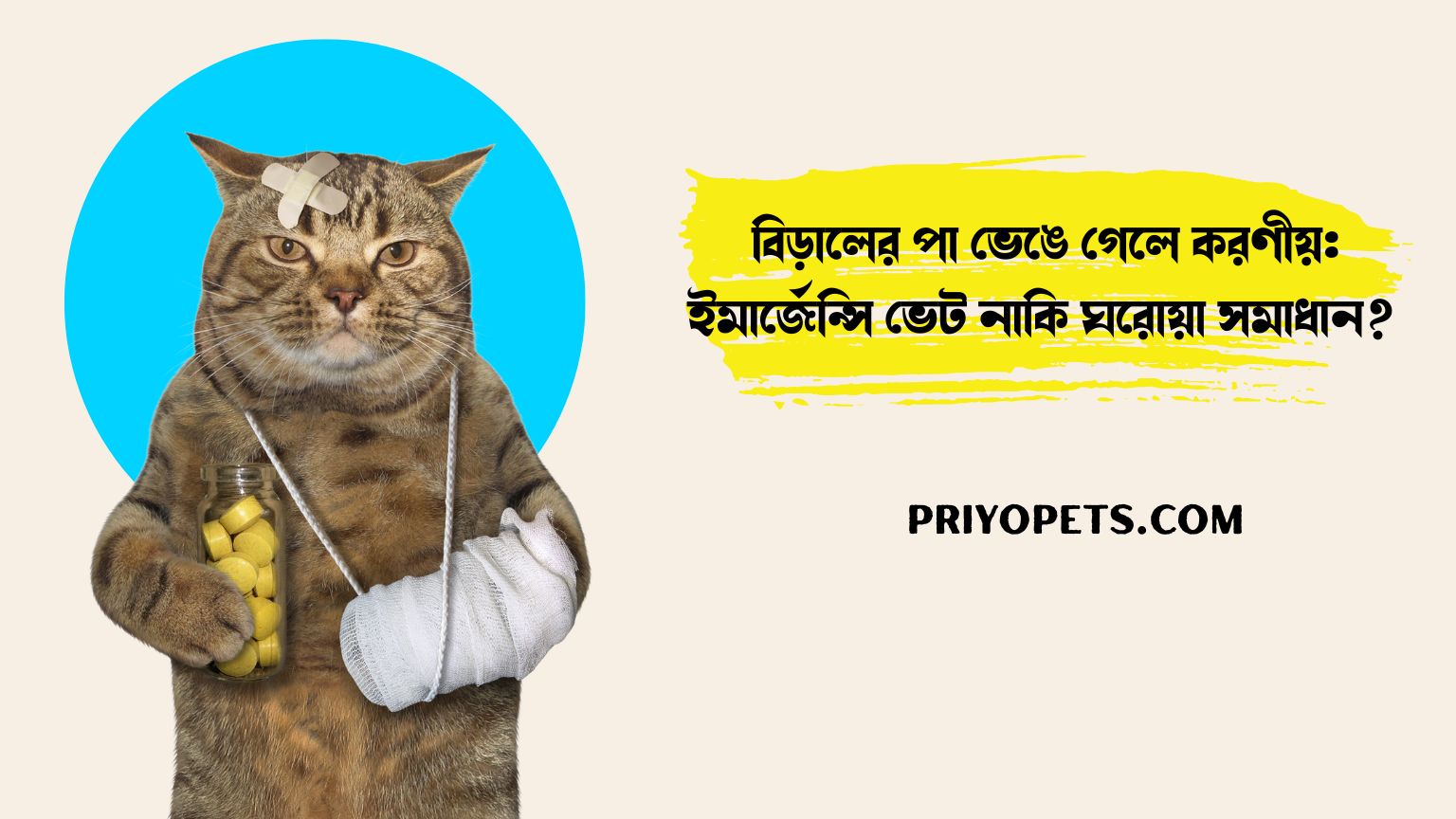 বিড়ালের পা ভেঙে গেলে করণীয়