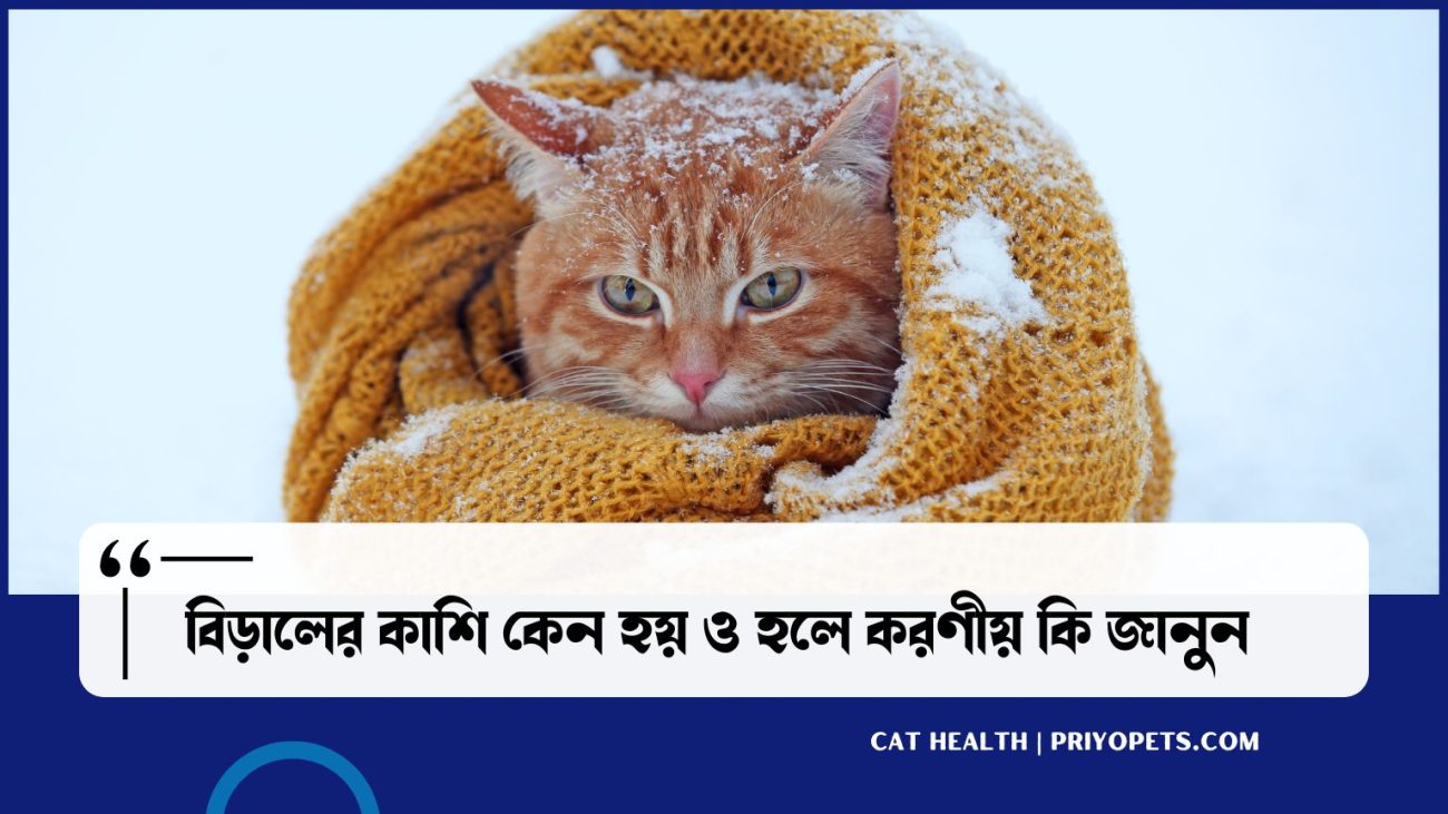 actions-to-take-when-a-cat-is-coughing