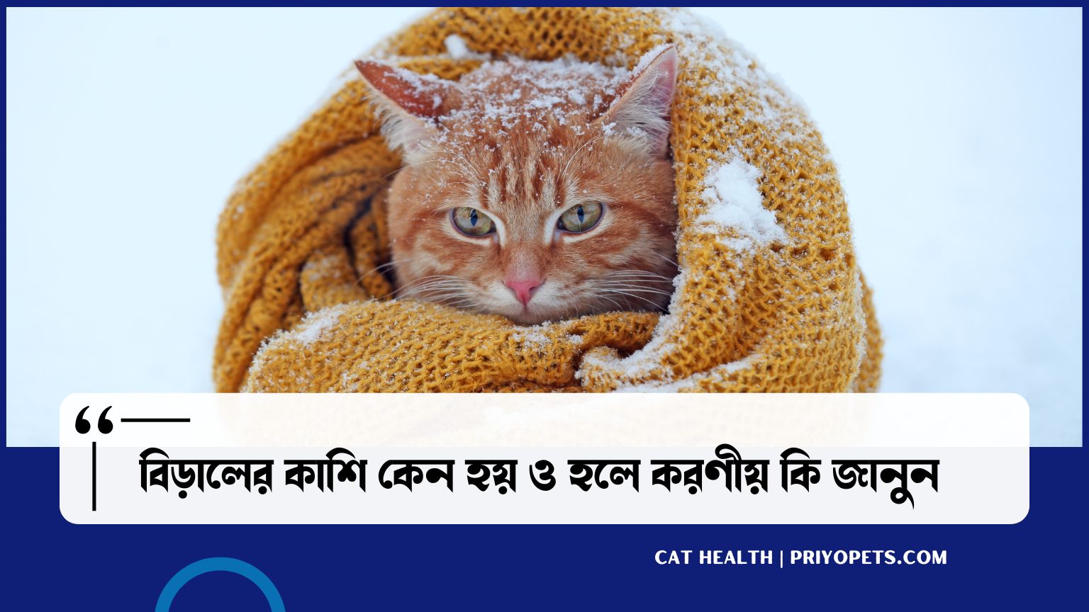 actions-to-take-when-a-cat-is-coughing