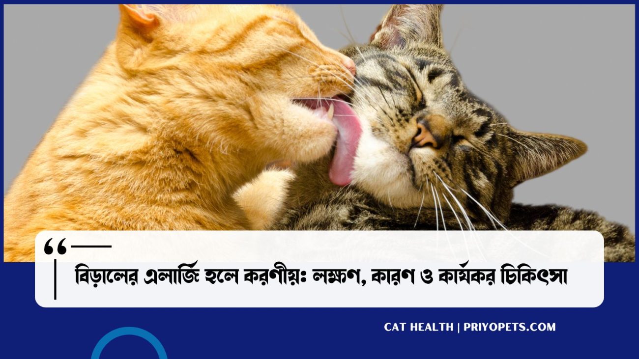 বিড়ালের এলার্জি হলে করণীয়