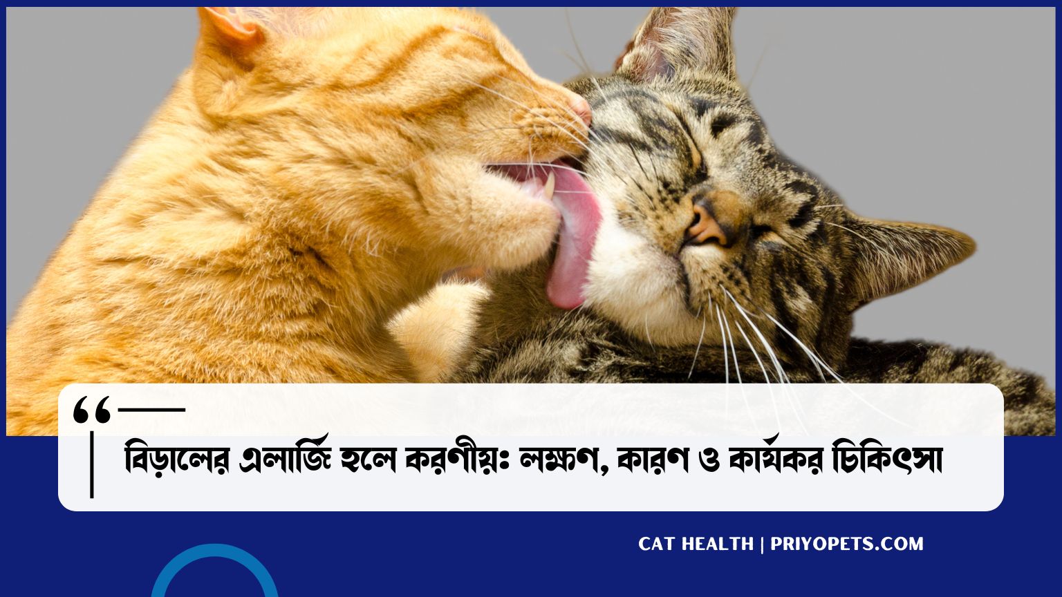 বিড়ালের এলার্জি হলে করণীয়