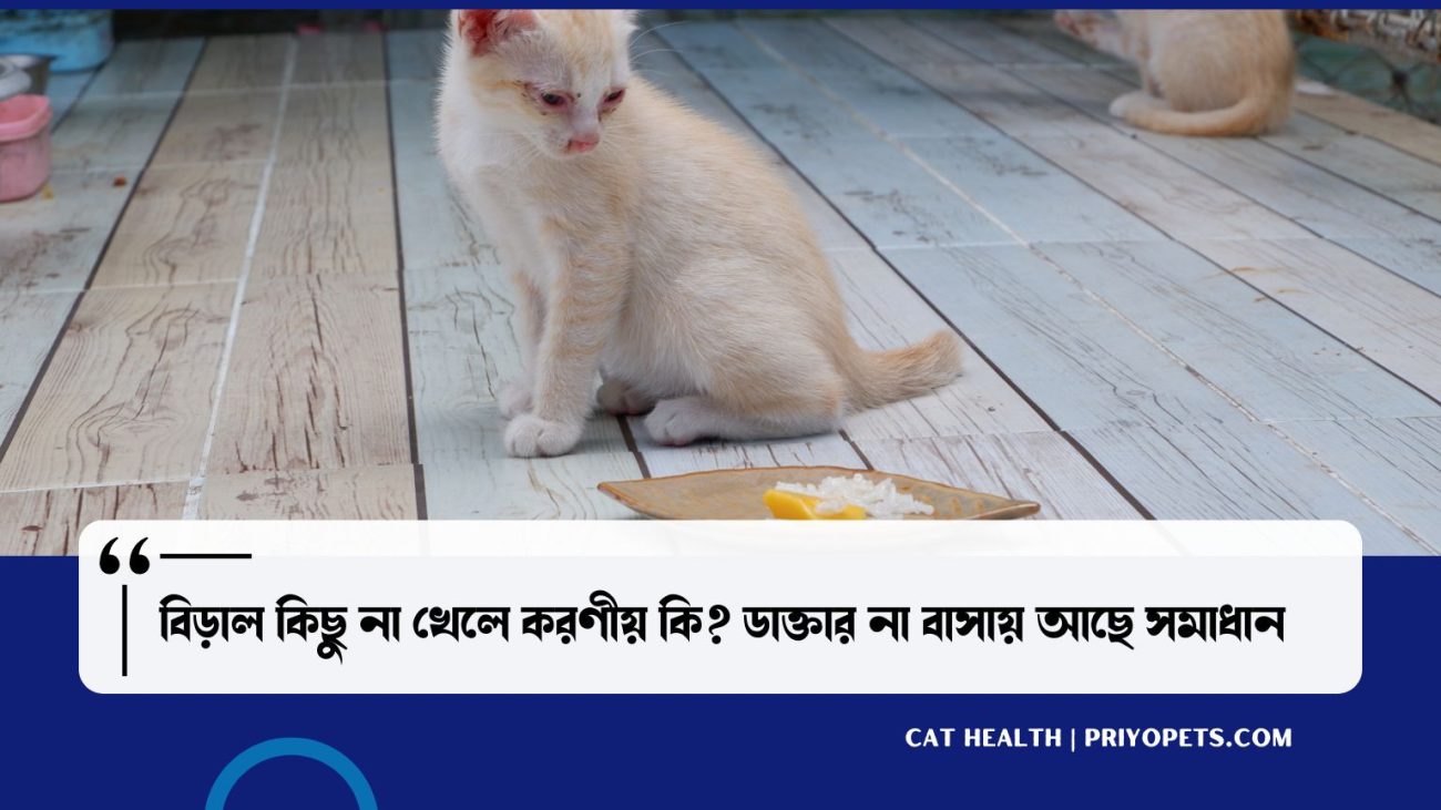 বিড়াল কিছু না খেলে করণীয় কি? ডাক্তার না বাসায় আছে সমাধান